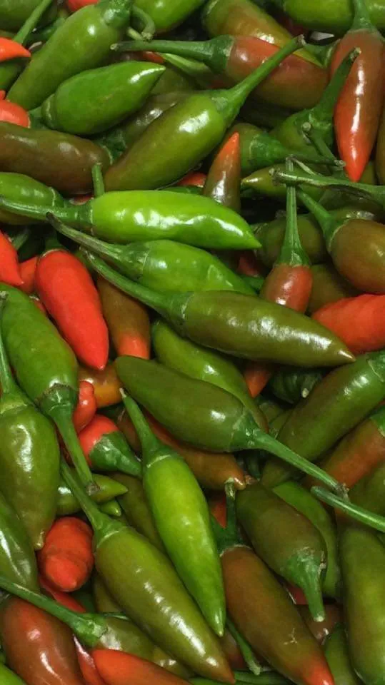 Organic Peppers from Our Garden